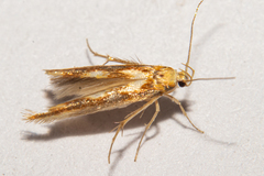 Stathmopoda caminora