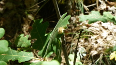 Aceria trichophila