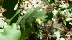 Aceria trichophila