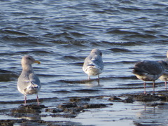 Larus glaucescens × occidentalis