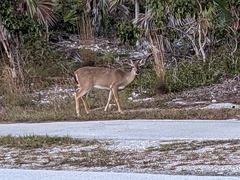 Odocoileus virginianus clavium