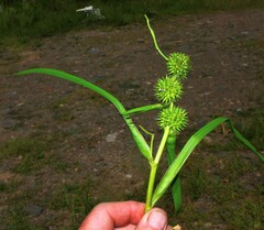 Sparganium americanum