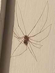 Scytodes globula