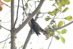 Hierococcyx sparverioides