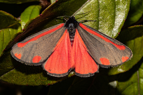 Cinnabar moth