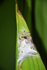 Avicularia avicularia