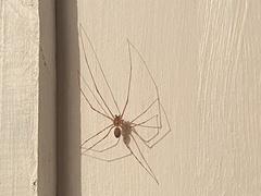 Scytodes globula