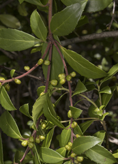 Maytenus magellanica