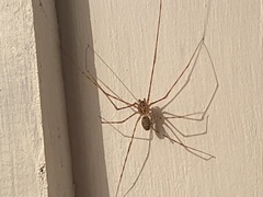 Scytodes globula