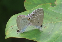 Catochrysops panormus