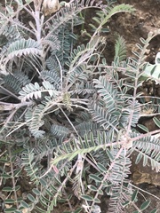 Astragalus trichopodus antisellii