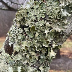 Parmotrema perforatum