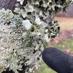 Parmotrema perforatum