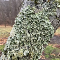 Parmotrema perforatum