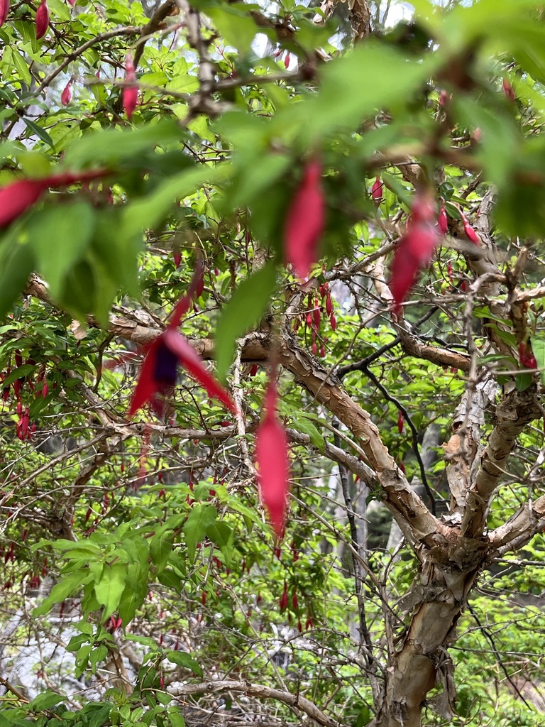 Hardy Fuchsia from Argentino Department, Santa Cruz Province, Argentina ...