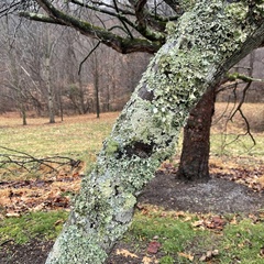 Parmotrema perforatum