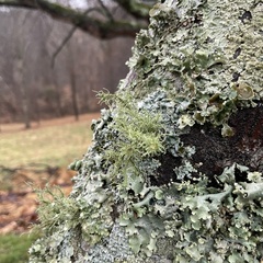 Parmotrema perforatum