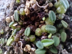 Bulbophyllum pygmaeum