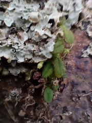 Bulbophyllum pygmaeum