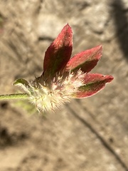 Trifolium striatum