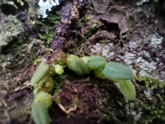 Bulbophyllum pygmaeum