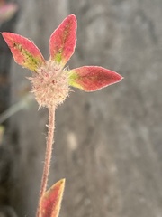 Trifolium striatum