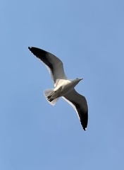 Larus dominicanus