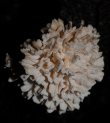 Xylaria flabelliformis