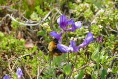 Bombus dahlbomii