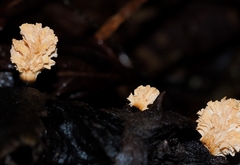Xylaria flabelliformis