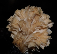 Xylaria flabelliformis