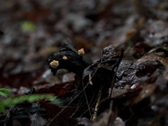 Xylaria flabelliformis
