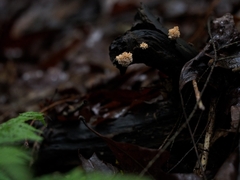 Xylaria flabelliformis