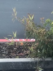 Asclepias curassavica