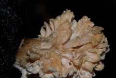 Xylaria flabelliformis