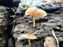 Pluteus romellii