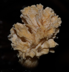 Xylaria flabelliformis