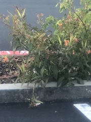 Asclepias curassavica