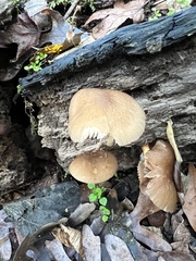 Pluteus romellii
