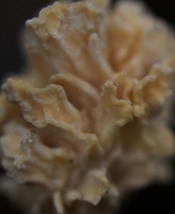 Xylaria flabelliformis