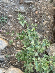 Brickellia coulteri