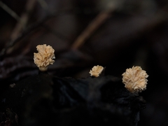 Xylaria flabelliformis