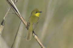 Pseudocolopteryx acutipennis