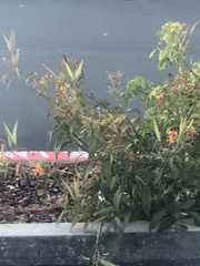 Asclepias curassavica