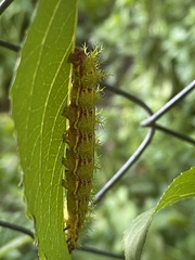 Ormiscodes amphimone