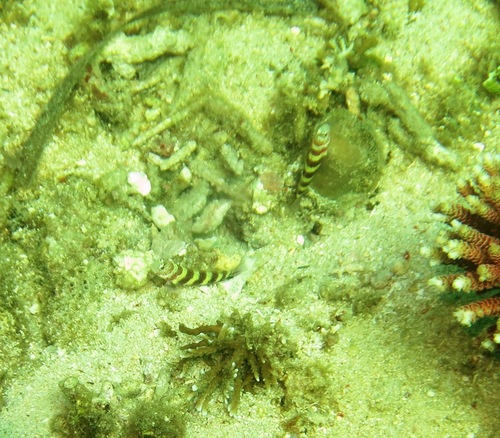 Wheeler's shrimpgoby (Amblyeleotris wheeleri) — Gobiidae