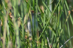 Spartonoica maluroides
