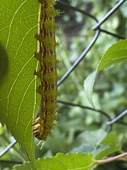 Ormiscodes amphimone