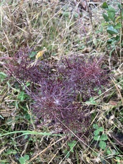 Eupatorium capillifolium