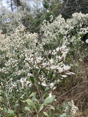 Baccharis halimifolia